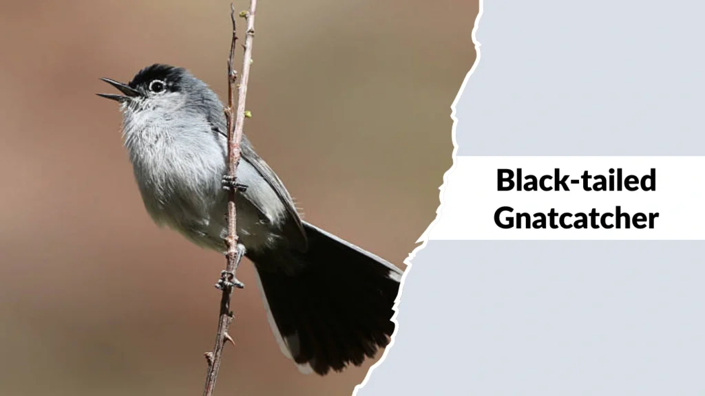 Black-tailed Gnatcatcher