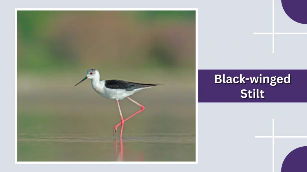 Black-winged Stilt