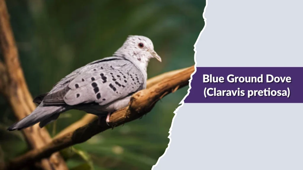 Blue Ground Dove (Claravis pretiosa)