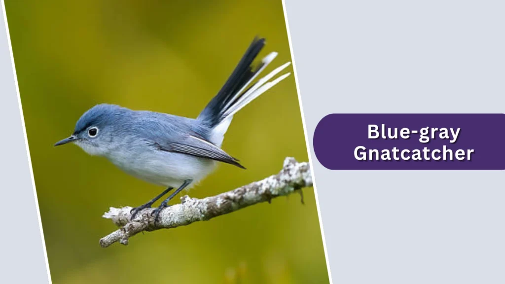 Blue-gray Gnatcatcher