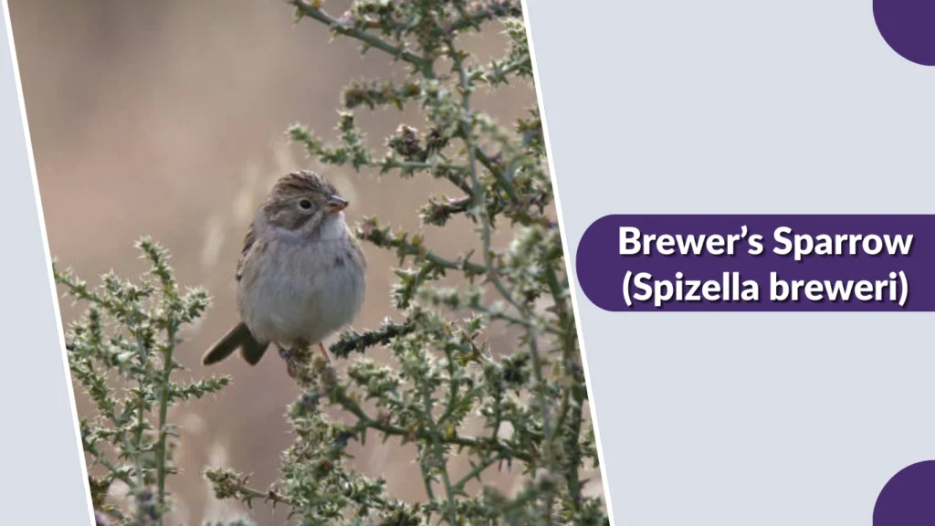 Brewer’s Sparrow (Spizella breweri)
