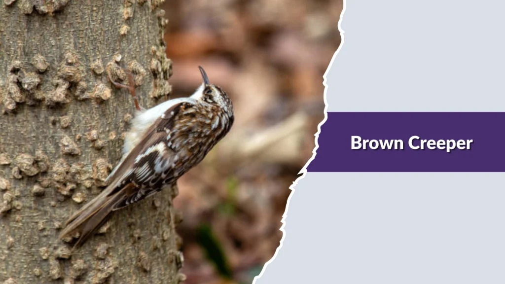 Brown Creeper