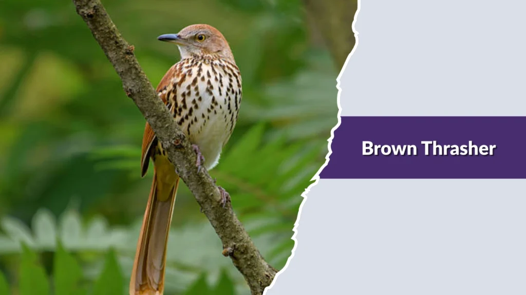 Brown Thrasher