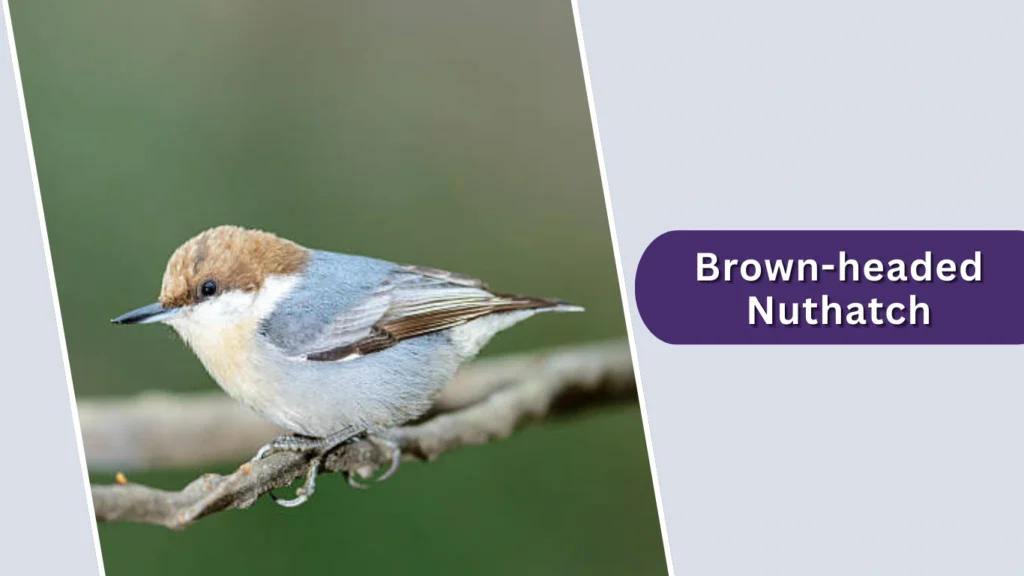 Brown-headed Nuthatch