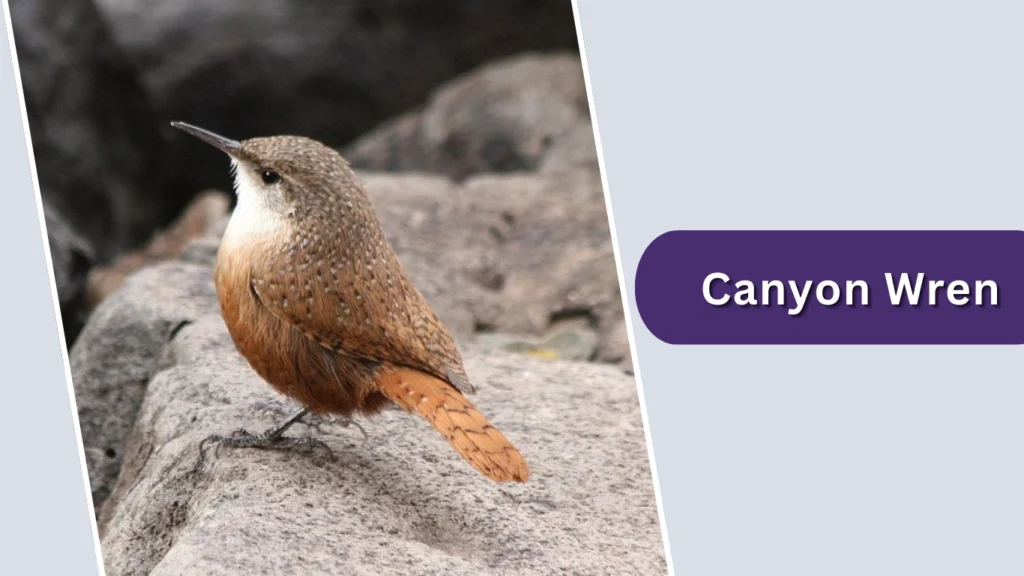Canyon Wren (Catherpes mexicanus)