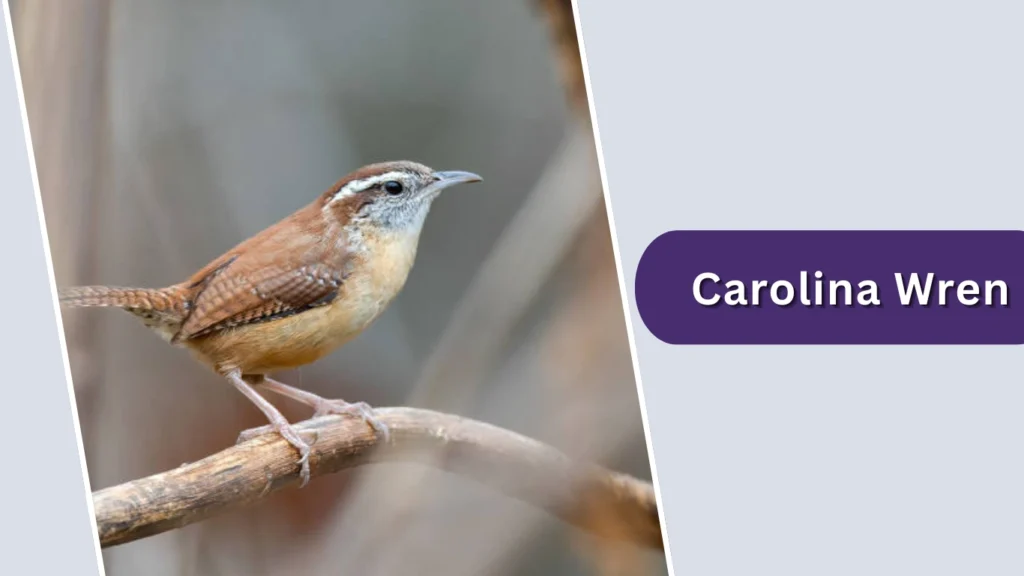 Carolina Wren (Thryothorus ludovicianus)
