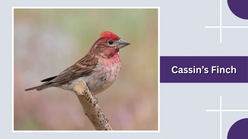 Cassin’s Finch
