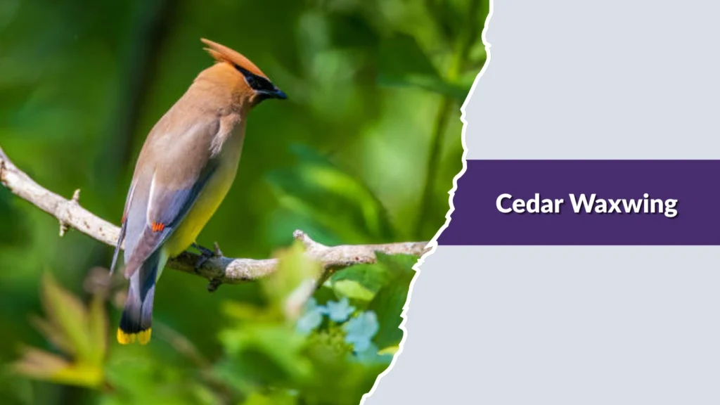 Cedar Waxwing