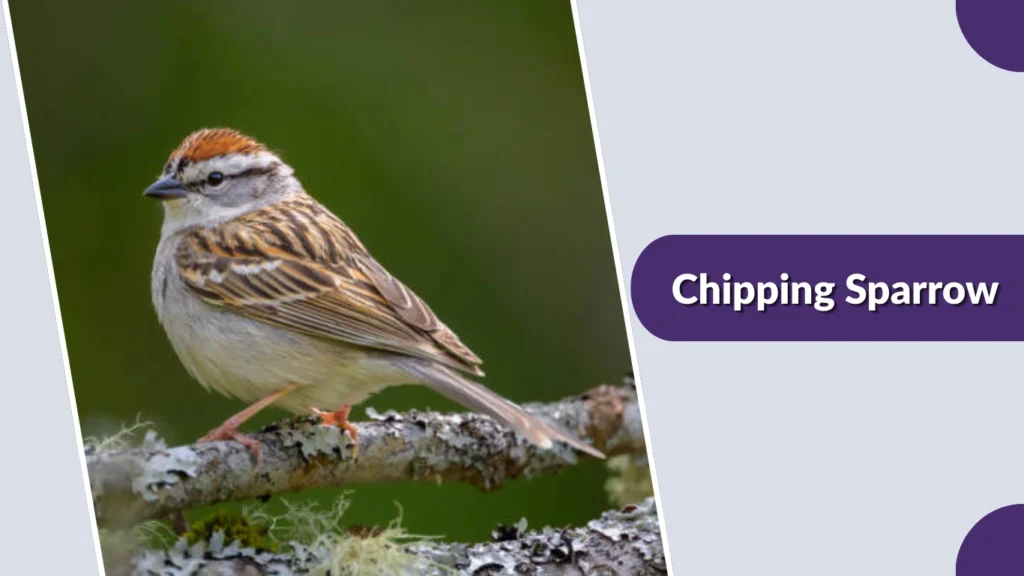 Chipping Sparrow