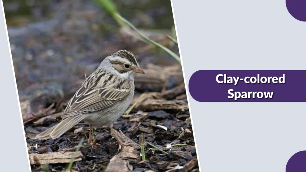 Clay-colored Sparrow (Spizella pallida)