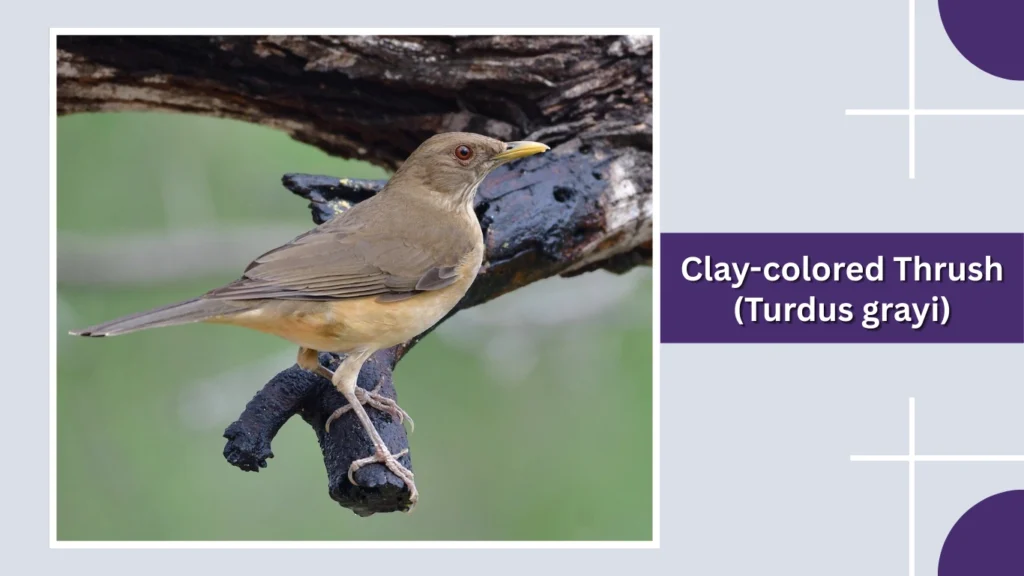 Clay-colored Thrush (Turdus grayi)