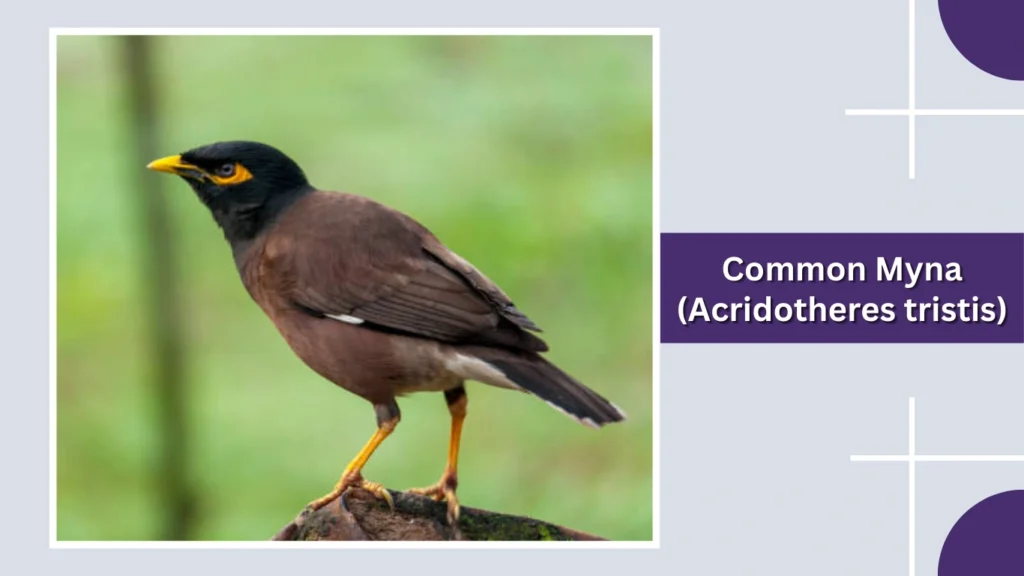 Common Myna (Acridotheres tristis)