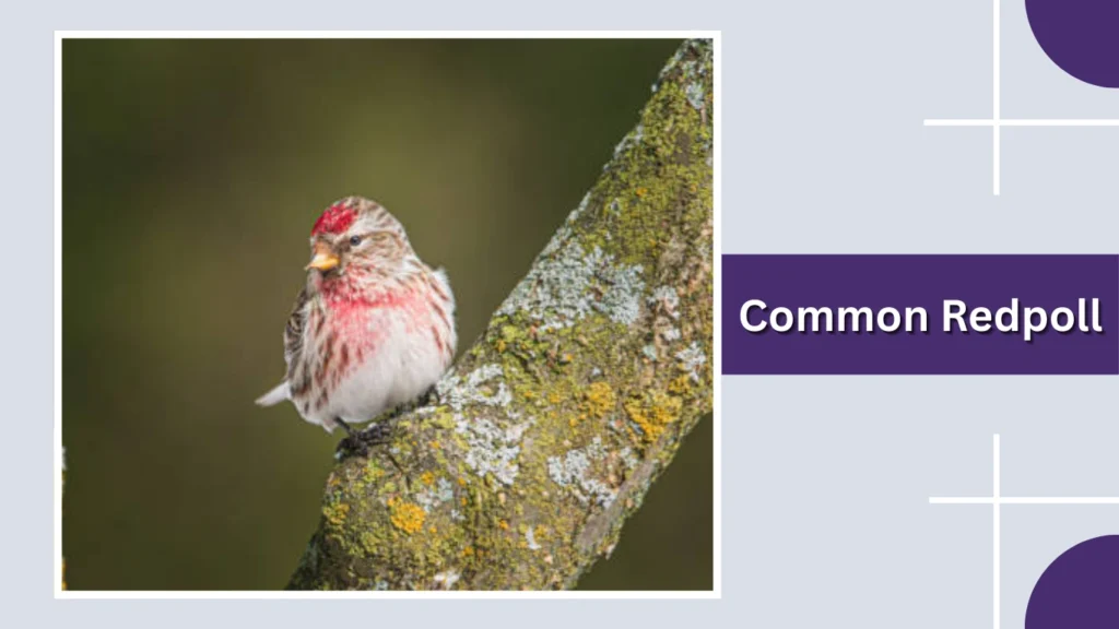 Common Redpoll