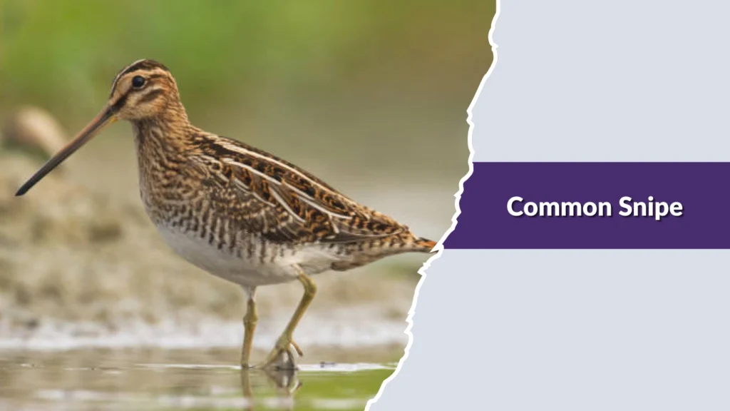 Common Snipe