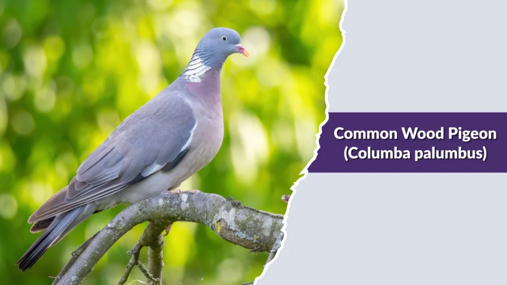 Common Wood Pigeon (Columba palumbus)