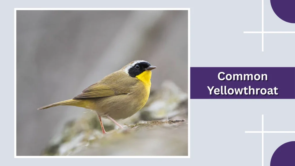 Common Yellowthroat