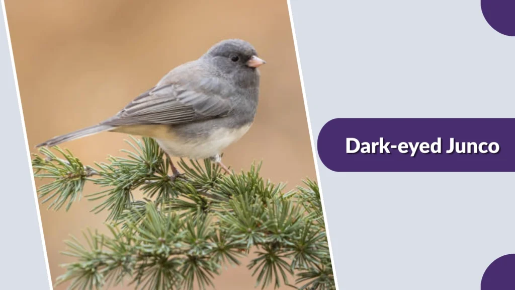 Dark-eyed Junco (Junco hyemalis)