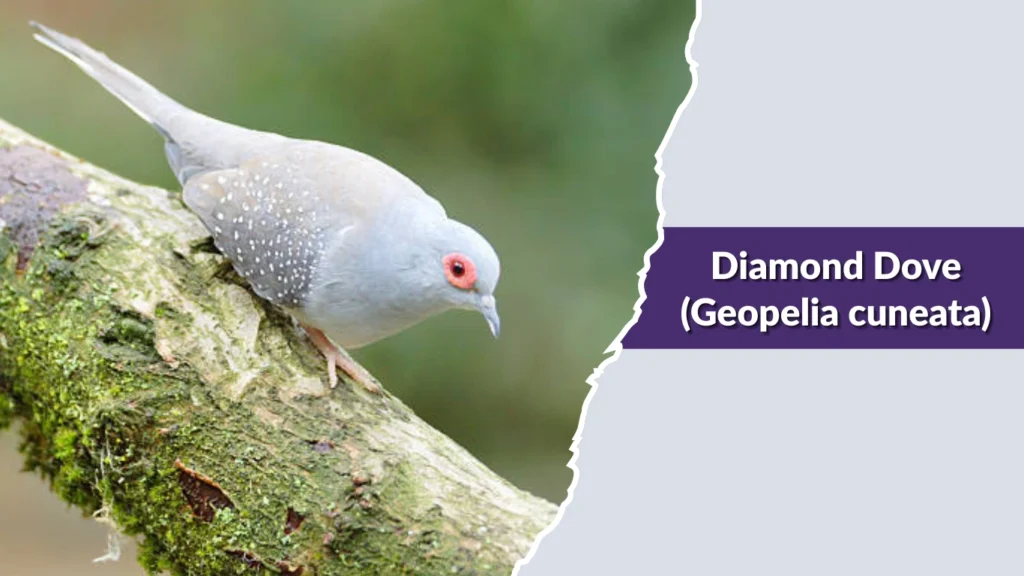 Diamond Dove (Geopelia cuneata)