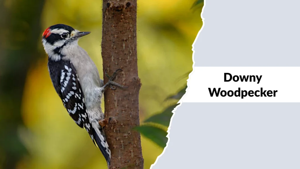 Downy Woodpecker