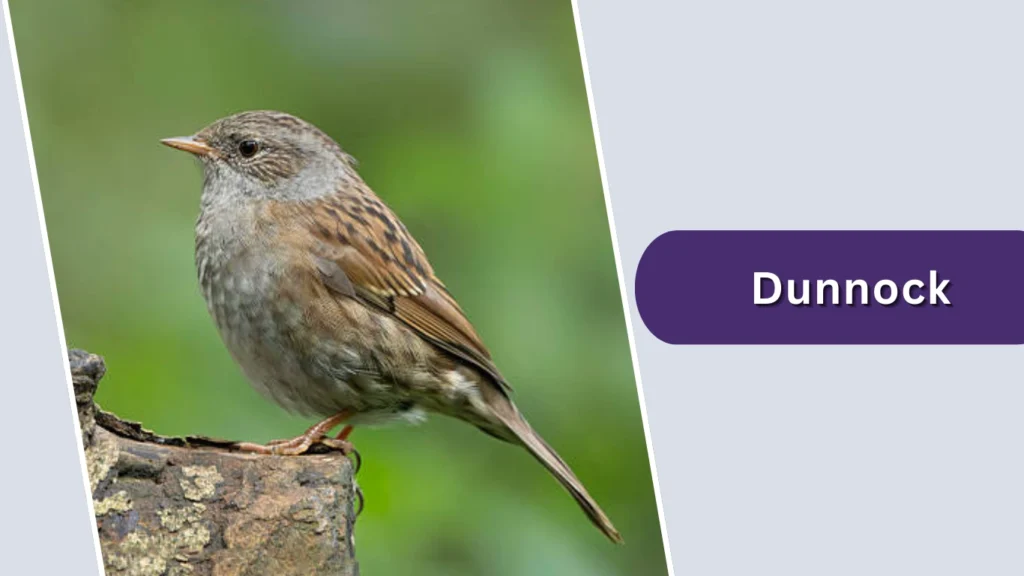 Dunnock (Hedge Sparrow) (Prunella modularis)