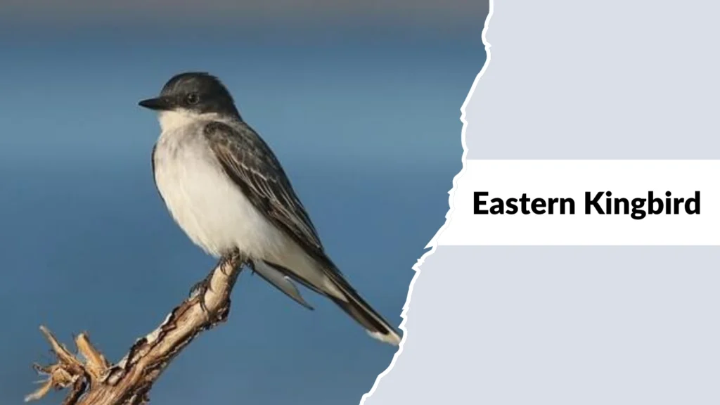 Eastern Kingbird