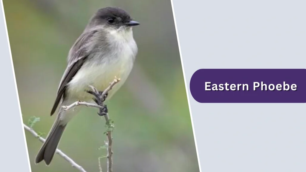 Eastern Phoebe