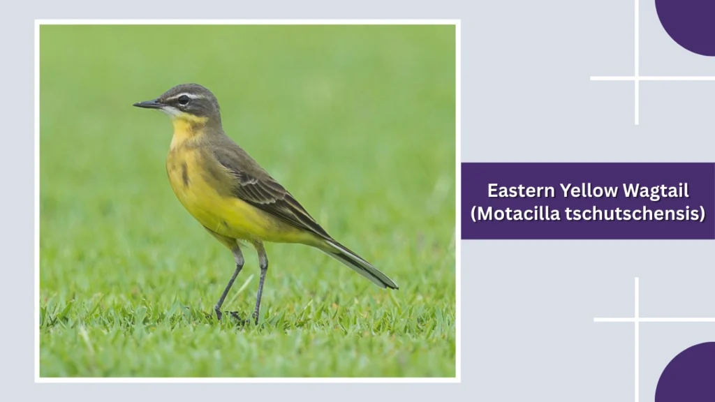 Eastern Yellow Wagtail (Motacilla tschutschensis)