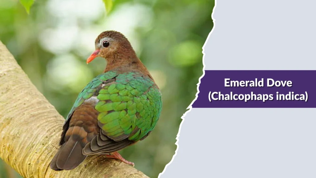 Emerald Dove (Chalcophaps indica)