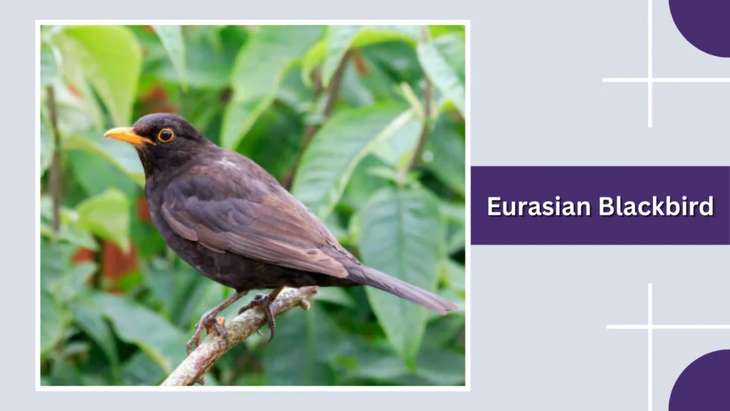 Eurasian Blackbird