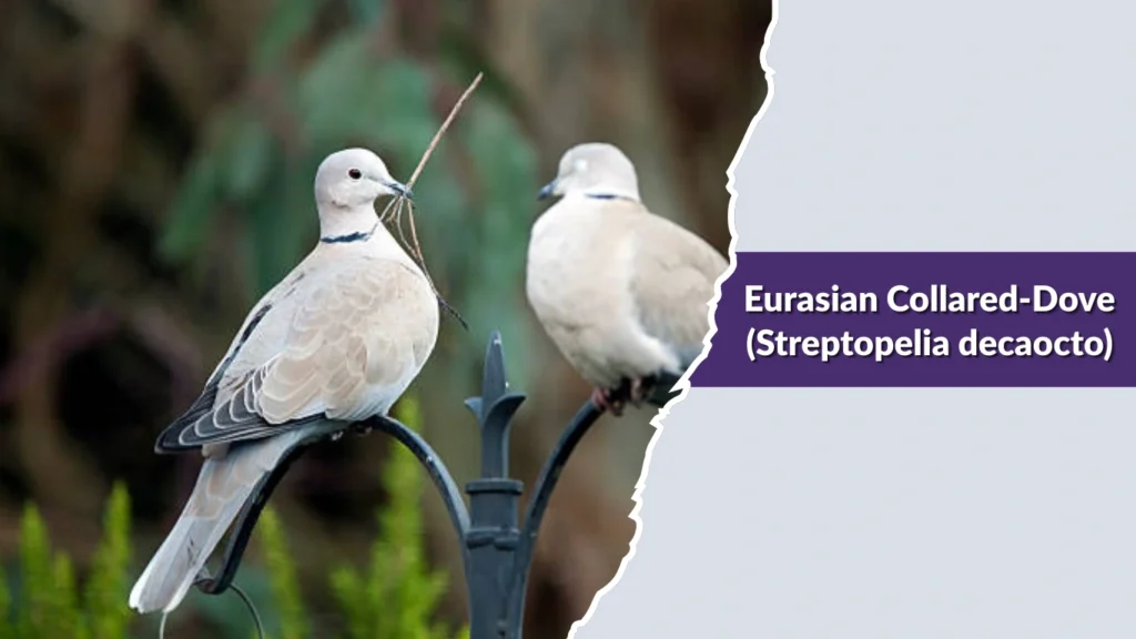 Eurasian Collared-Dove (Streptopelia decaocto)
