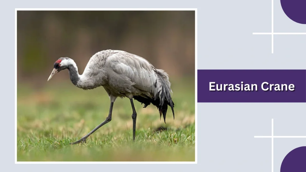 Eurasian Crane