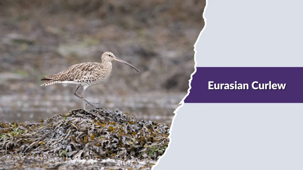 Eurasian Curlew