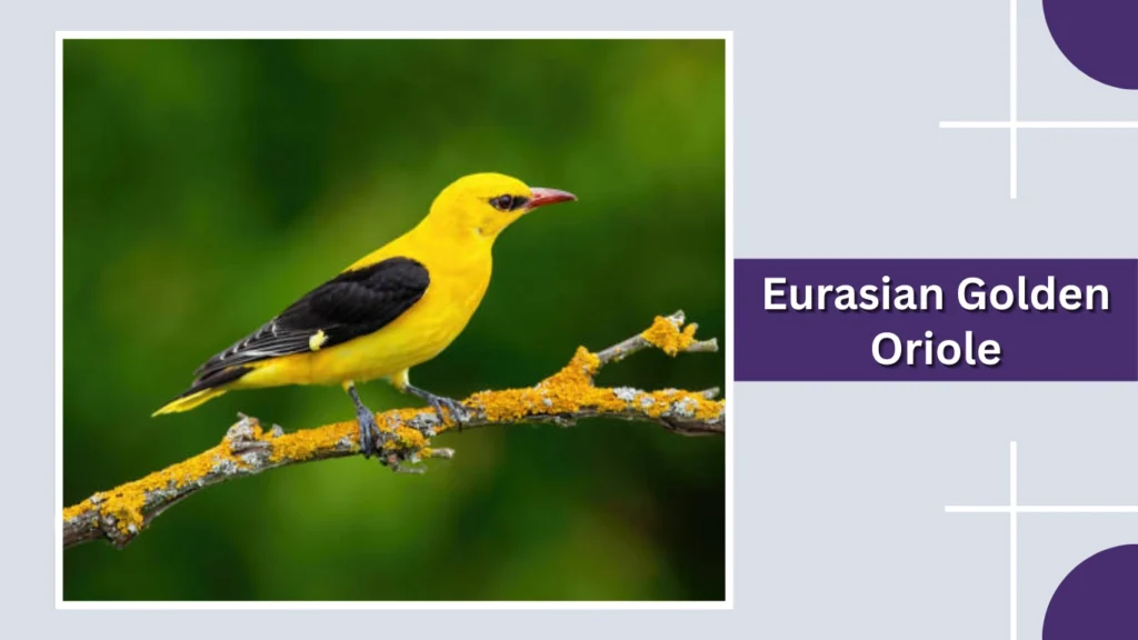 Eurasian Golden Oriole