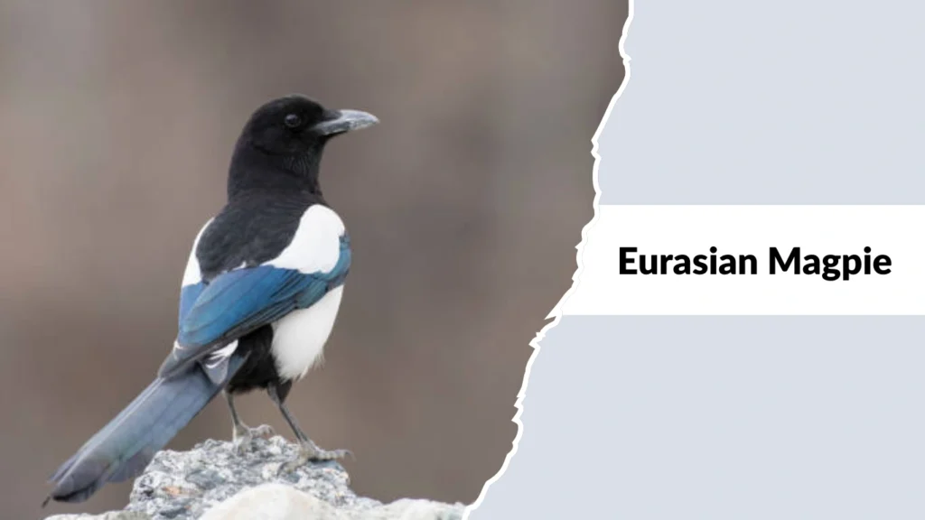 Eurasian Magpie