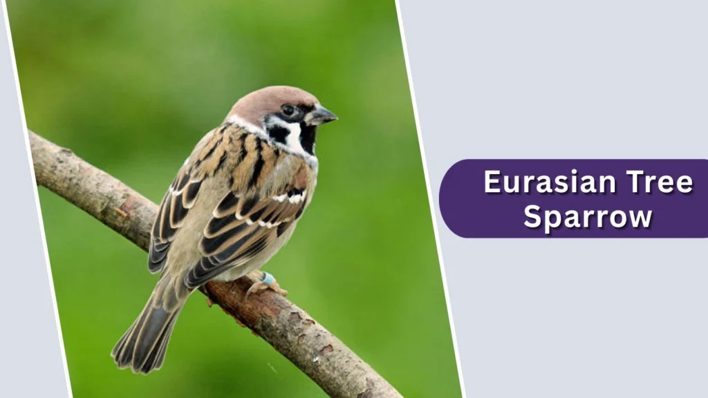 Eurasian Tree Sparrow (Passer montanus)