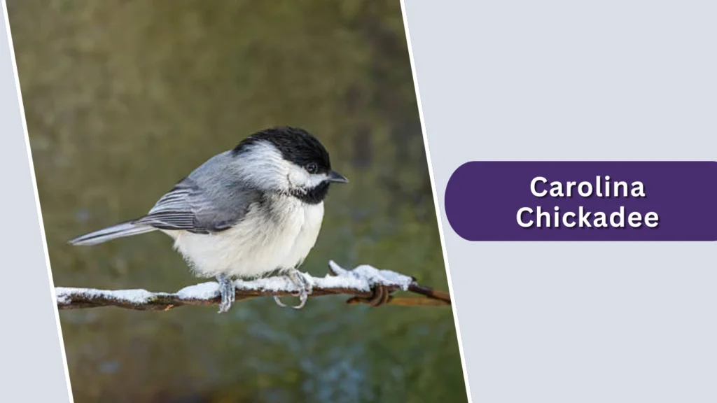 Carolina Chickadee