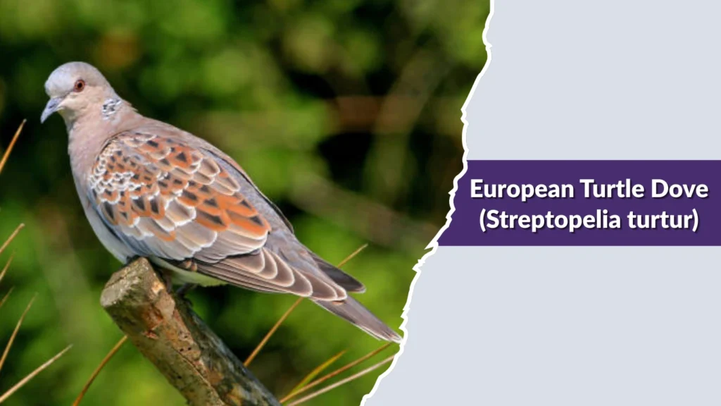 European Turtle Dove (Streptopelia turtur)
