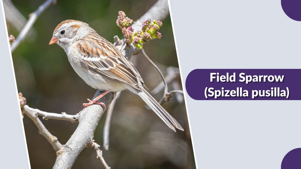 Field Sparrow