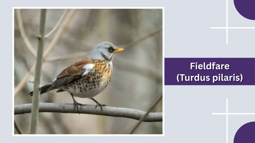 Fieldfare (Turdus pilaris)
