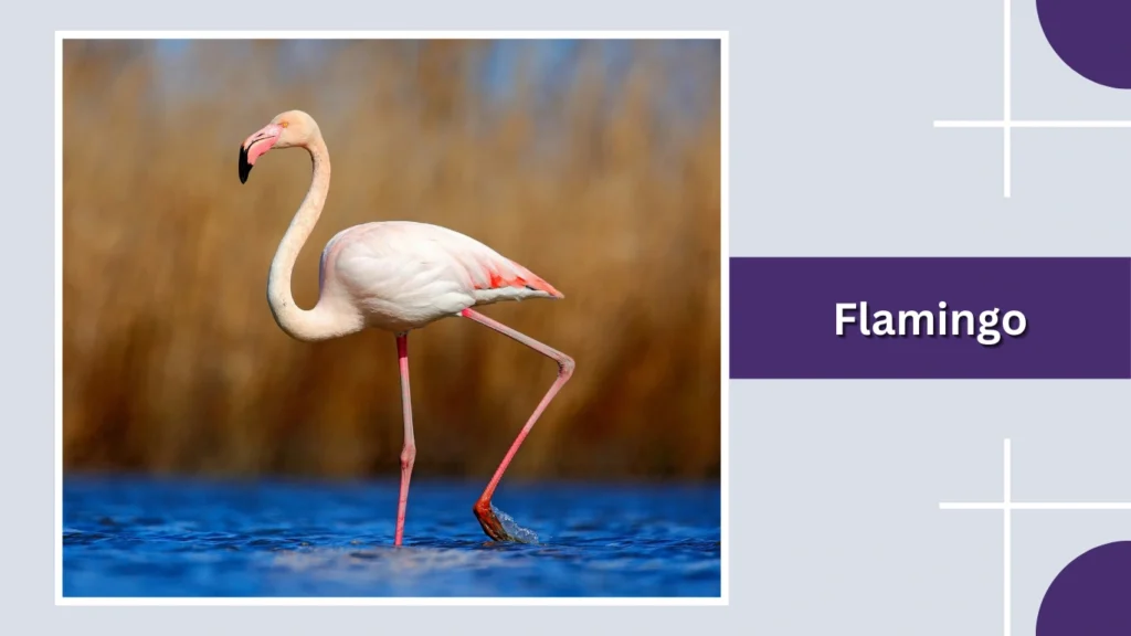 Flamingo
