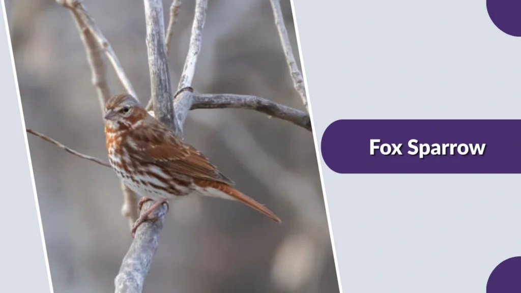 Fox Sparrow (Passerella iliaca)