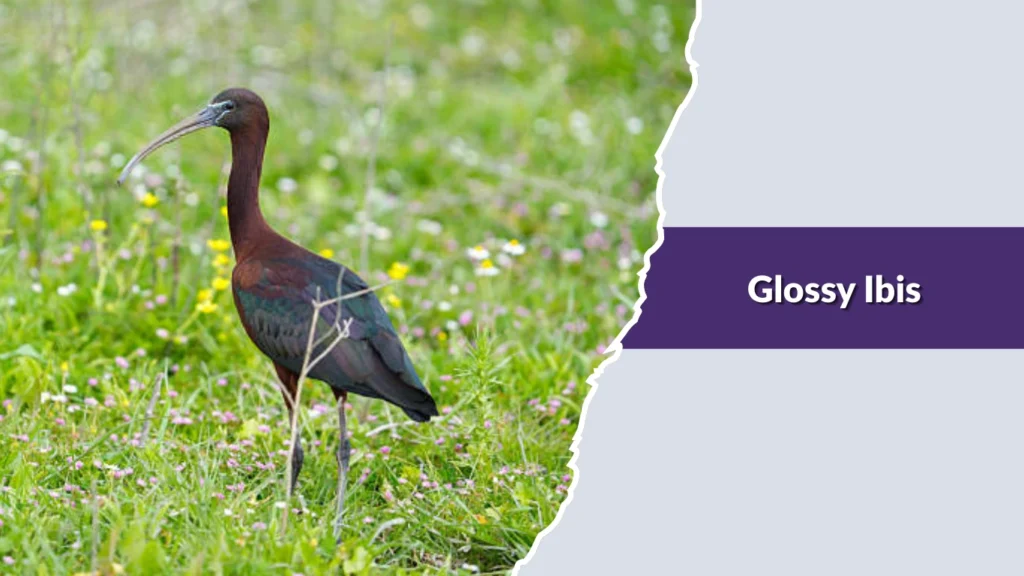 Glossy Ibis