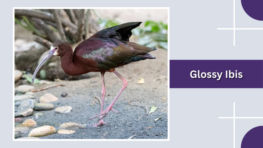 Glossy Ibis