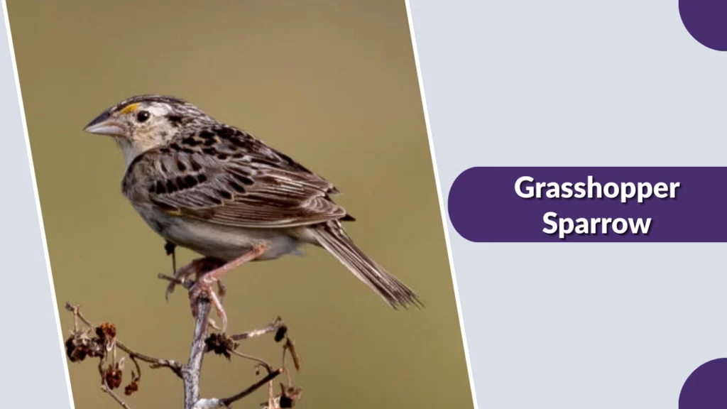 Grasshopper Sparrow (Ammodramus savannarum)