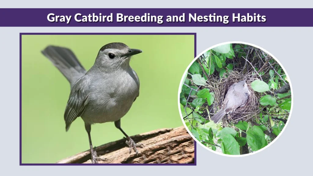 Gray Catbird Breeding and Nesting Habits