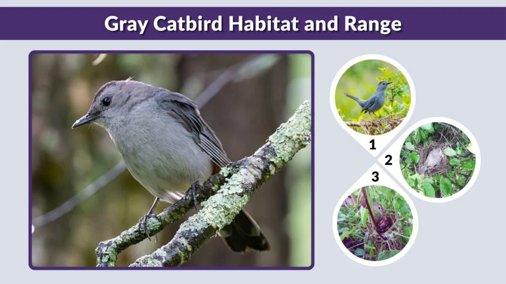 Gray Catbird Habitat and Range