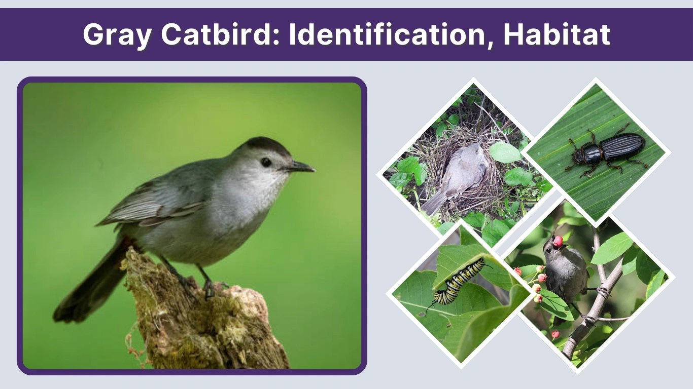 Gray Catbird: Identification, Habitat, and Behavior Guide