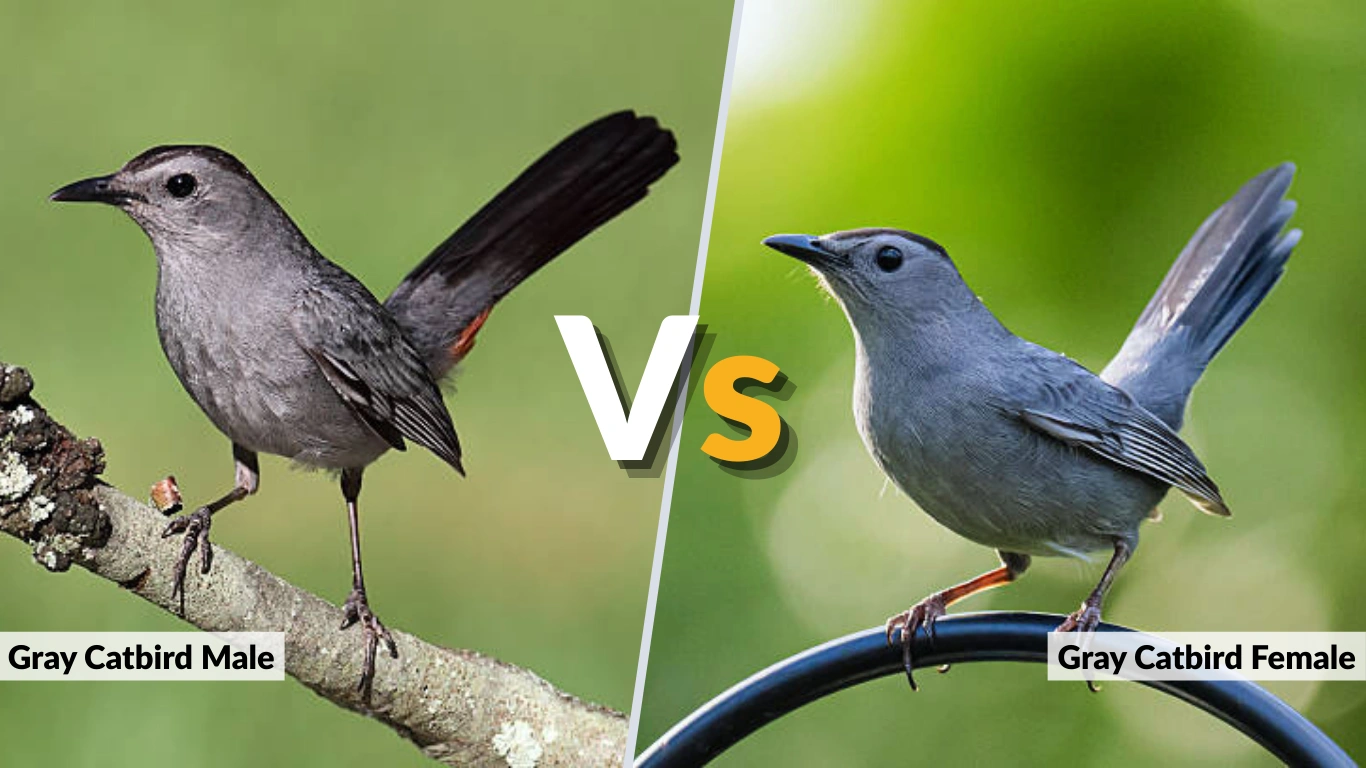 Gray Catbird Male vs Female: Key Differences Explained
