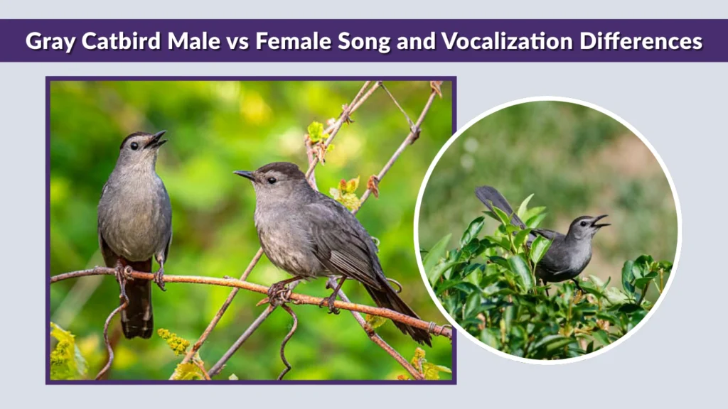 Gray Catbird Male vs Female Song and Vocalization Differences