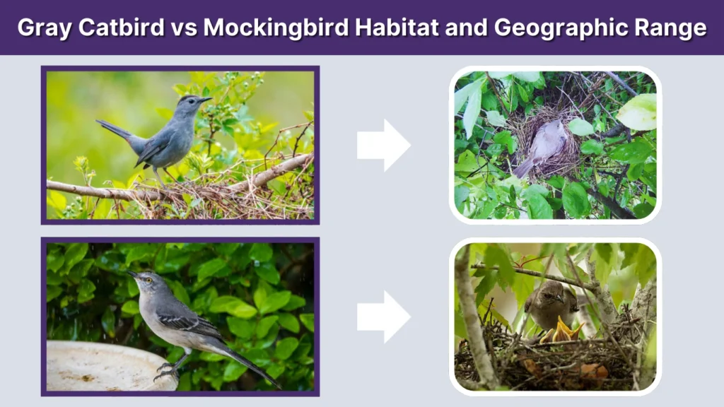 Gray Catbird vs Mockingbird Habitat and Geographic Range